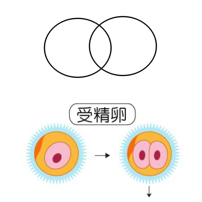 フラワーオブライフとは 誰でも簡単に理解できる4つの効果と使い方 未知リッチ